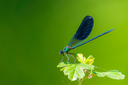 Blue dragonfly on a green leaf
