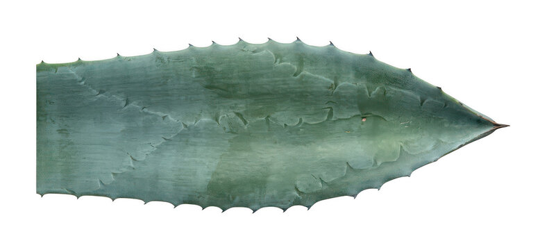 Natural botanical leaf isolated transparent background