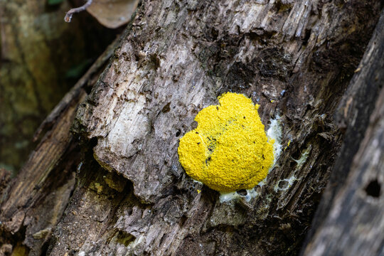 Close up view of a yellow slime mold - Fuligo septica - growing on old tree