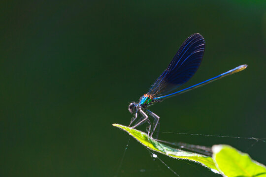 Blue dragonfly on a green leaf