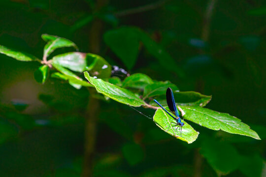 Blue dragonfly on a green leaf in jungle