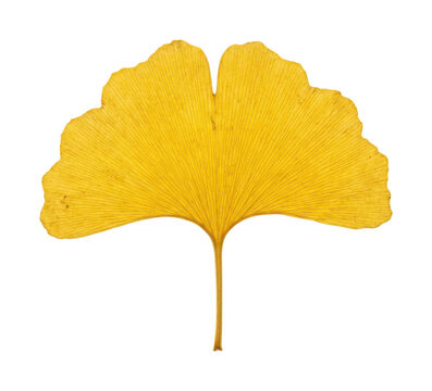 Vibrant ginkgo leaf png Golden ginkgo leaf png Autumn ginkgo leaf png Yellow ginkgo leaf png isolated transparent background image