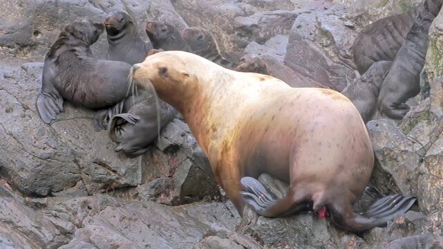 In chilly Arctic, lively colony of sea lions interacts on rocky coastlines. Young cubs frolic and curl up beside their mothers, showcasing playful antics and nurturing bonds in their natural home.