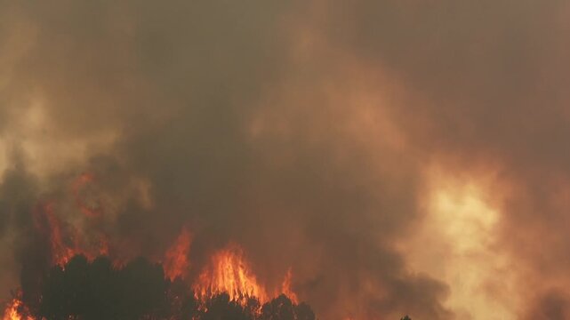 Dangerous wildfire burning in a spanish pine forest, devastating the landscape. Uncontrolled flames and thick smoke rise from the trees