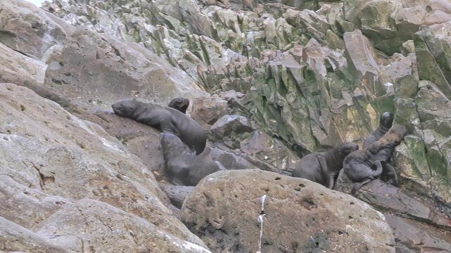 A lively colony of sea lions interacts in the chill of the Arctic, where young cubs frolic and explore alongside their attentive mothers on rocky shores.