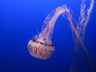 jelly fish in the water © Stephanie