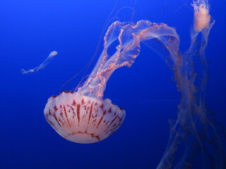 jelly fish in aquarium © Stephanie