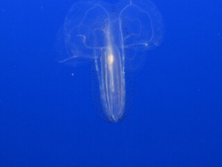 jellyfish in aquarium © Stephanie