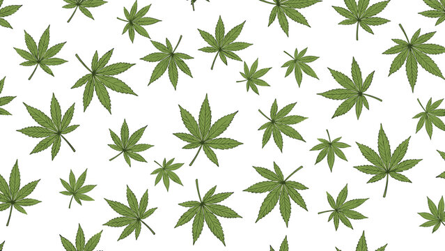 Seamless background pattern of green hand drawn cannabis leaves scattered on a clean white surface representing legalization.