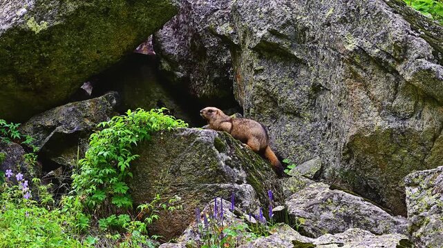 A marmot in the mountains in summer