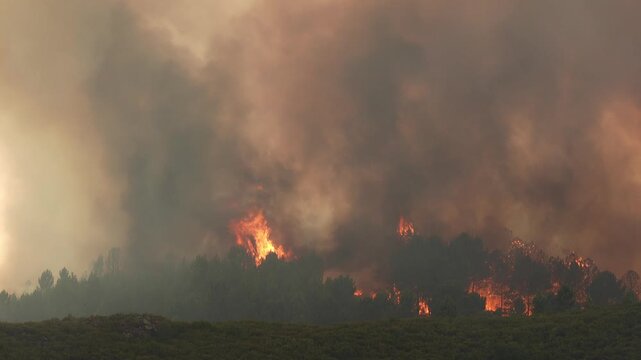 Dangerous forest fire advancing through the trees, creating a huge column of smoke. The intense heat and flames devastate the natural landscape