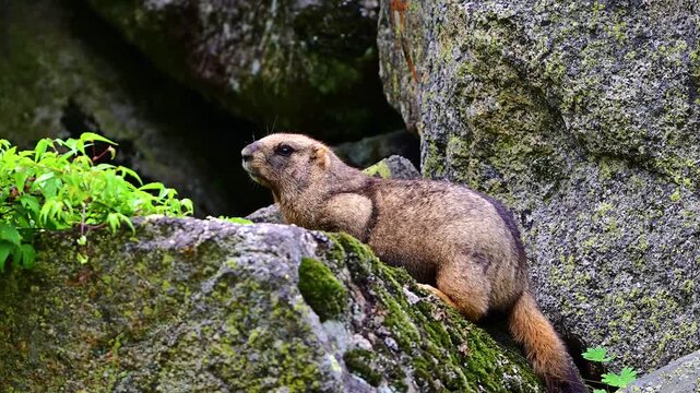 A marmot in the mountains in summer