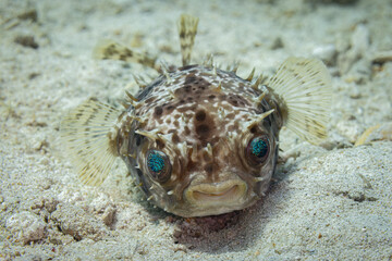 Puffer fish @ Romblon Island, The Philippines © Travel Tips Stories