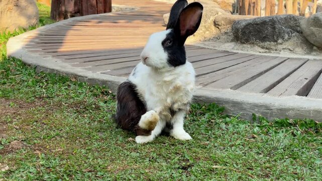 Cute black and white rabbit sitting on green grass