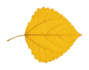 Vibrant yellow leaf png Autumnal golden leaf cutout Single crisp leaf png Detailed fall leaf cutout isolated transparent background image © Tahia