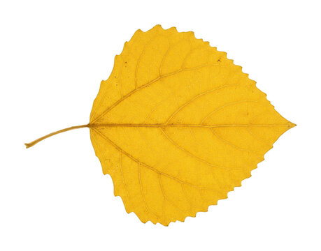 Vibrant yellow leaf png Autumnal golden leaf cutout Single crisp leaf png Detailed fall leaf cutout isolated transparent background image