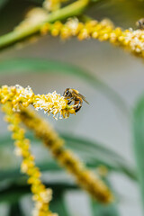 Bee Feeding on Curved Palm Flower Spike Close-Up © Maria
