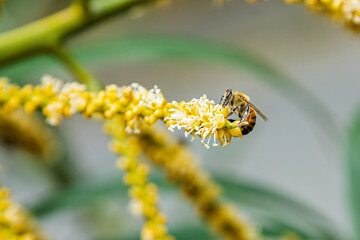 Bee Collecting Pollen on Diagonal Palm Flower Spike © Maria