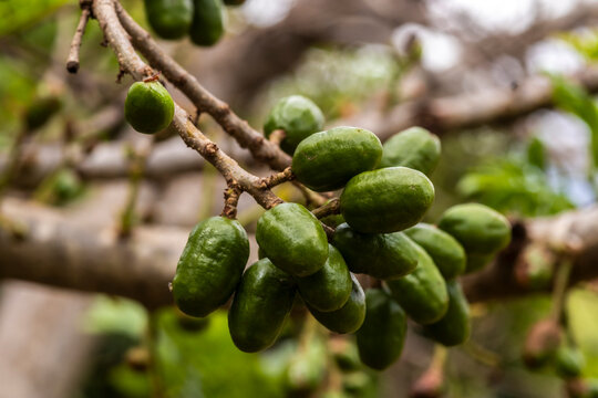 Unripe green jocote fruits (Spondias purpurea), also known as seriguela, growing on a tree branch in a natural setting.