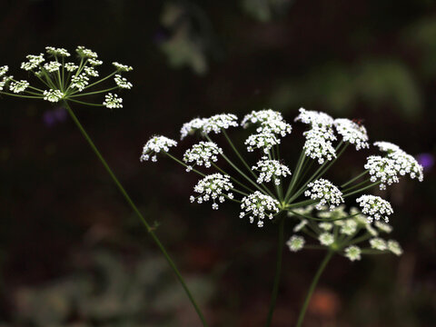 Two umbelliferae plants in dark studio setting