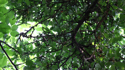 Fototapeta premium Dense green canopy, sunlight filtering through trees