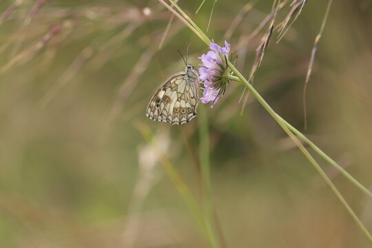 melanargia galathea su un fiore al tramonto in estate