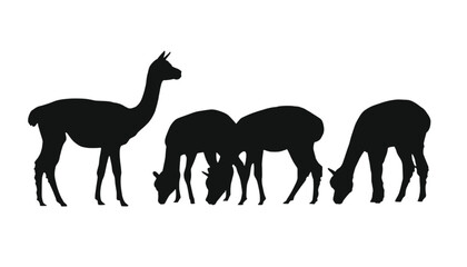 Obraz premium Alpacas group silhouette stands together to create a decorative graphic element for any project.