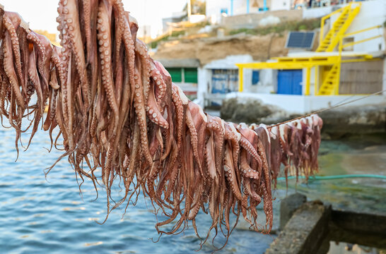 Rows of octopus hanging to dry above the waterfront in Mandrakia, Milos, Greece, highlighting traditional fishing culture and Mediterranean seafood preparation.