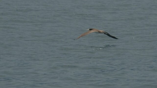 The brown booby (Sula leucogaster) flies low over the sea surface. Bird flies over the water