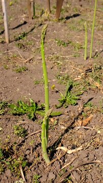 Asparagus grows in the garden. Selective focus.
