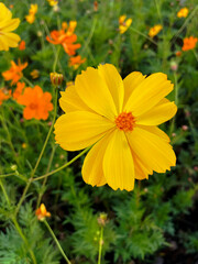 Fototapeta premium Golden Cosmos