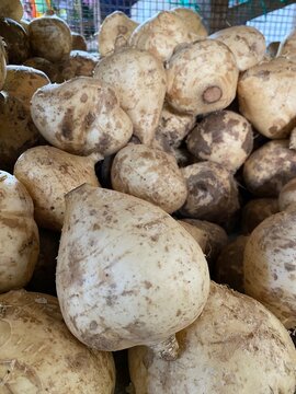 Pile of fresh raw jicama root vegetables at the market
