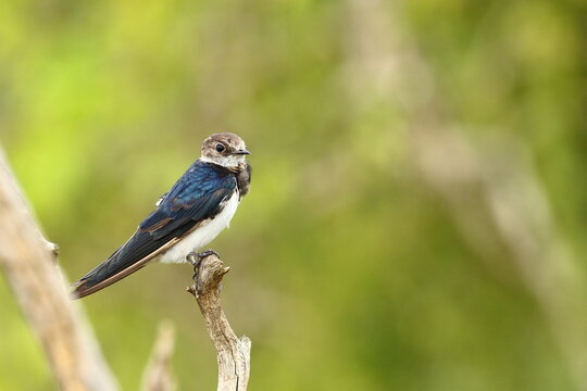 Every great journey begins with a first flight. 🐦 A juvenile Barn Swallow pauses on its perch, preparing to master the skies with the speed and agility its species is famous for