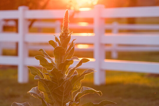 A mullein plant in front of a white fence at sunset. 