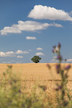 Baum am Ende eines Kornfelds in Mecklenburg-Vorpommern