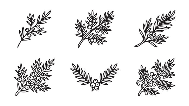 Juniper berry and coniferous branch vector illustration with coniferous evergreen botanical woodland seasonal monochrome collection isolated background environment decoration detailed