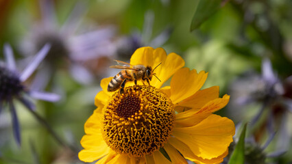 Macro photograph showing a honey bee pollinating a bright yellow helenium flower. © SteveGillPhotography