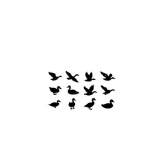 Fototapeta premium Black silhouette duck illustrations in various flight.