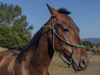 Fototapeta premium Close up portrait of a bay horse in a rural landscape