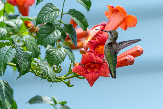 Hummingbird landing on orange trumpet vine flowers with blue background
