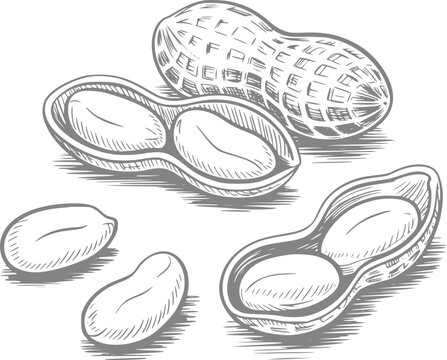 Dibujo a mano de cacahuetes en c&aacute;scara y granos pelados
