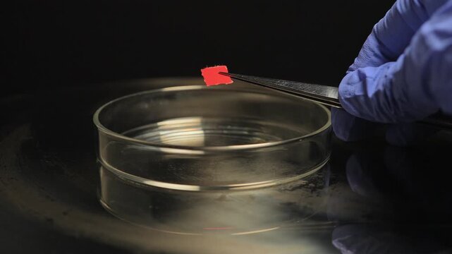 Micro dosing of LSD acid involves taking small dose of it for therapeutic effect and depression treatment. Lysergic acid diethylamide and petri dish, controlled substances, illegal for sale.
