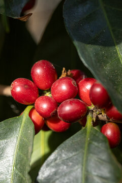 Ripening coffee cherries on the branch with green leaves