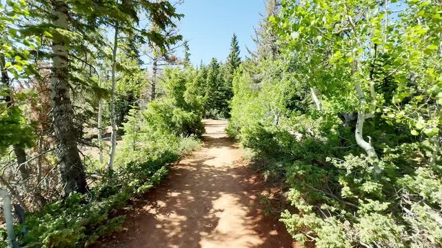 A smooth slow motion POV video of a hiker walking along a scenic dirt path through a vibrant green mixed forest. Pine trees and sunbeams frame the trail on a bright sunny day. Adventure vibe. USA.