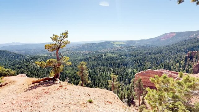 A slow motion POV video of lush green forest valleys framed by pine and spruce branches from red rock mountains under a blue sky on a sunny day in Dixie National Forest, Utah, USA. Scenic nature.