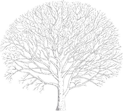L&iacute;nea detallada de un &aacute;rbol caducifolio desnudo en invierno, ramas intrincadas