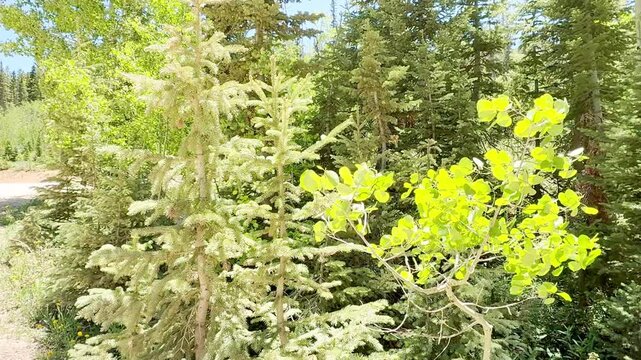 A vibrant slow motion video of lush green pine needles, spruce branches, and aspen foliage swaying in the breeze under a clear blue sky on a sunny day in Dixie National Forest, Utah. USA.