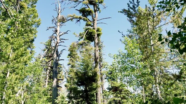 A striking slow motion POV tilt shot looking up from tree trunks to lush green pines, aspens, and a charred burned tree canopy against a vivid blue sky on a sunny day in Utah forest. USA.