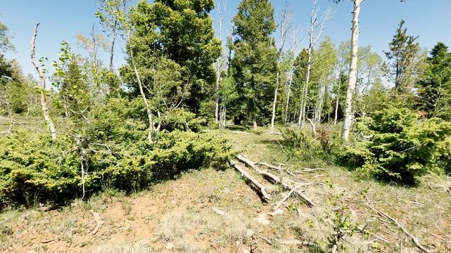 A relaxing slow motion POV video walking into a bright forest clearing surrounded by quaking aspens, pines, and green grass under a blue sky. Sunny day. Wandering travel atmosphere. USA.