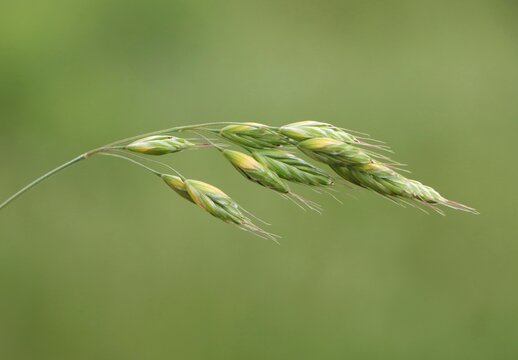 Nature background with Bromus wild plant